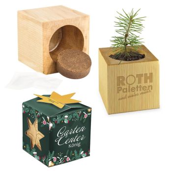 Pflanz-Holz Maxi Star-Box Xmas mit Fichtensamen, 1 Seite gelasert
