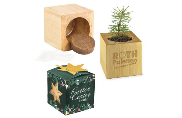 Pflanz-Holz Büro Star-Box Xmas mit Fichtensamen, 1 Seite gelasert
