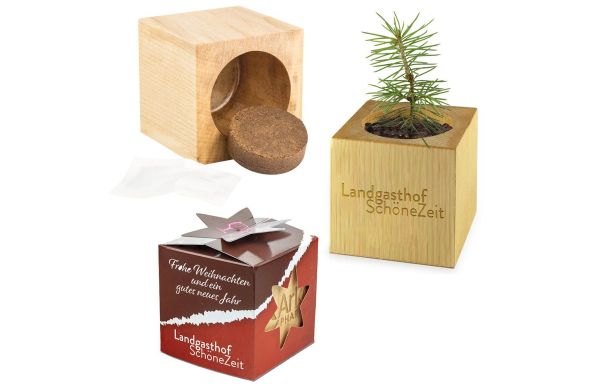 Pflanz-Holz Star-Box Xmas mit Fichtensamen