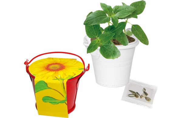 Sonnen-Eimerchen, Zwergsonnenblume