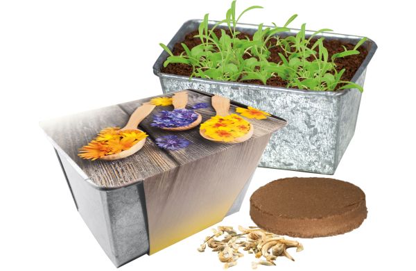 Wachstumskästchen Blütengenuss, Kornblume, Ringelblume, Gewürz-Tagetes