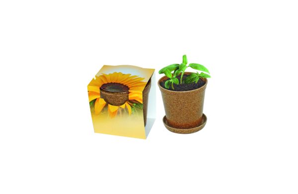 Easy Wachstums-Topf Sonne, Zwergsonnenblume