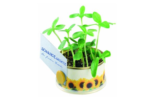Minigarten Sonne mit Magnet, Durchmesser  73 x 38 mm, Zwergsonnenblu. 