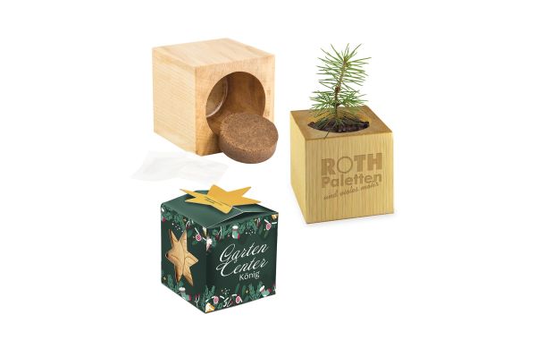 Pflanz-Holz Büro Star-Box Xmas mit Fichtensamen