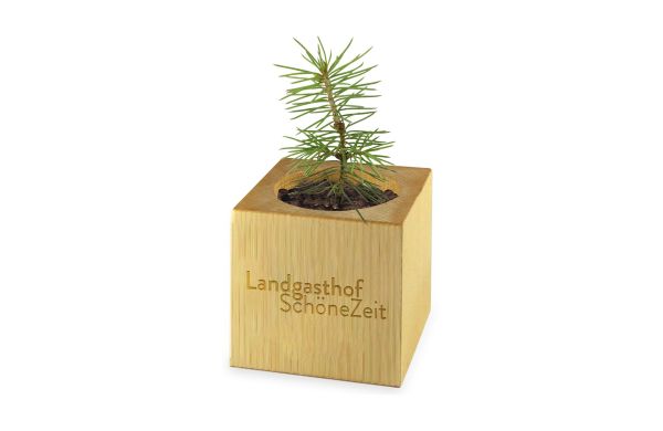 Pflanz-Holz Xmas mit Fichtensamen, 1 Seite gelasert