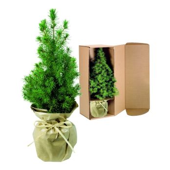 Natur-Bäumchen 20-30 cm
