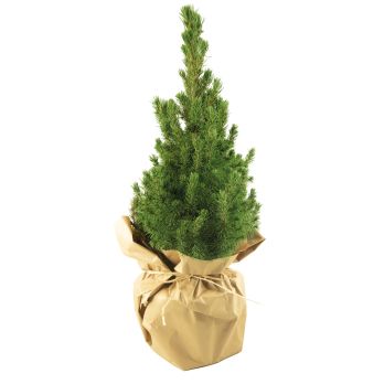 Natur-Bäumchen 35-45 cm